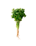 Cilantro x Paquete