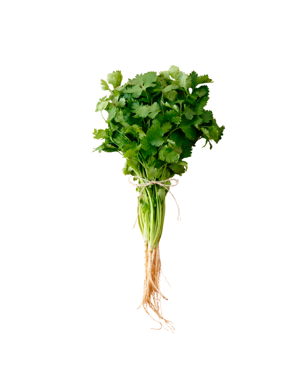Cilantro x Paquete