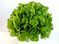 Lechuga Marina x 2 Unidades