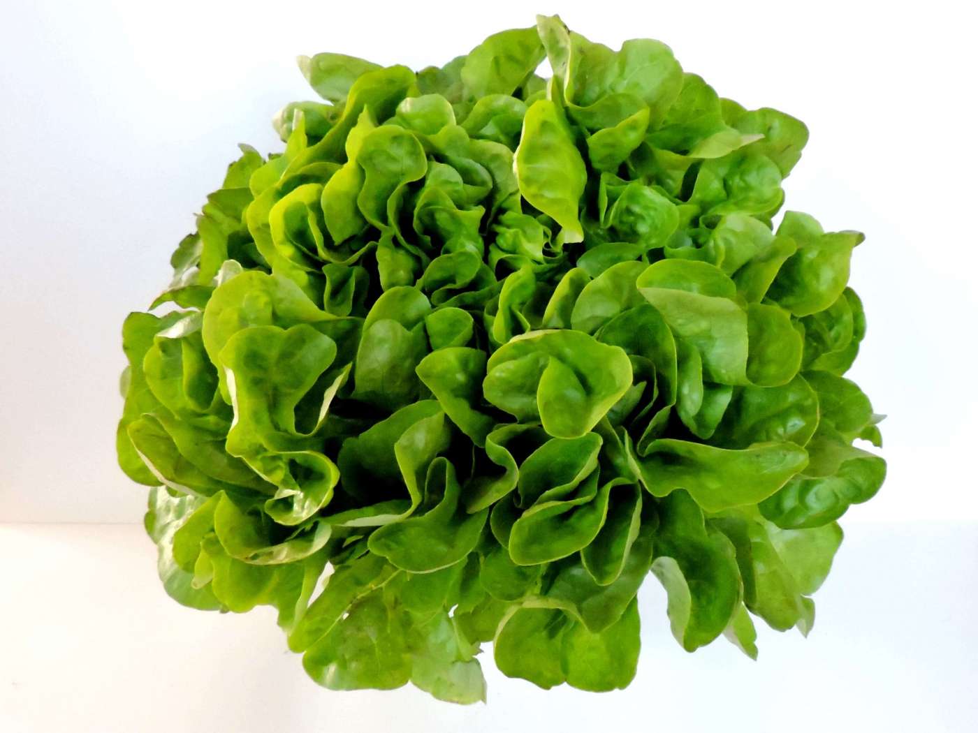 Lechuga Marina x 2 Unidades