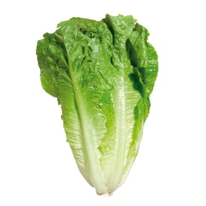 Lechuga Costina Unidad